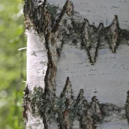 Peltotupa By Interhome Сasa de vacaciones Patiala